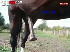 A horse dick is captured by this sultry girl photographer, who adores it.